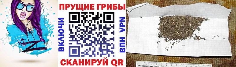 мориарти клад  купить  сайты  Питкяранта  Псилоцибиновые грибы мицелий 